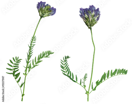 Obraz na plátně Pressed and dried flower astragalus