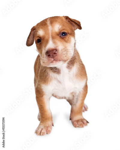 Adorable Brown Crossbreed Puppy