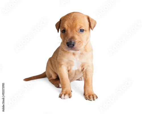 Adorable Young Crossbreed Puppy Sitting