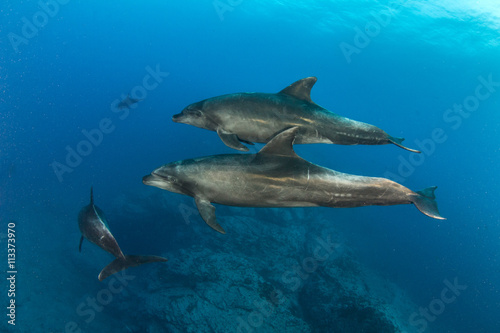 Bottlenose Dolphin © Michael Bogner