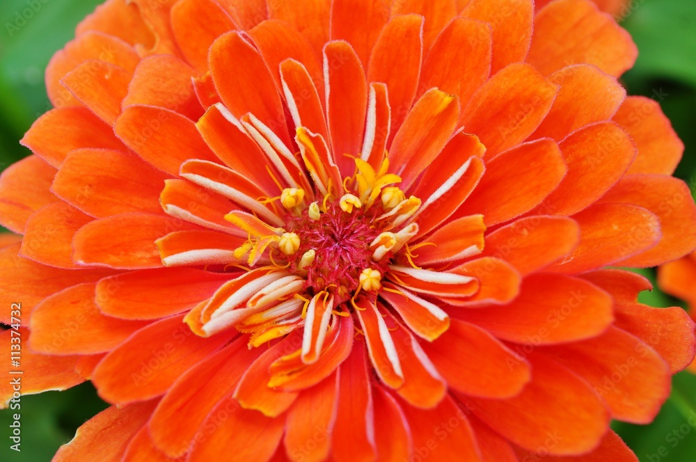 Close-up of an orange red zinnia flower in bloom Close-up of an orange red zinnia flower in bloom
