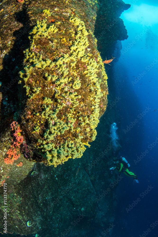 Obraz premium Scuba diving in Mexico