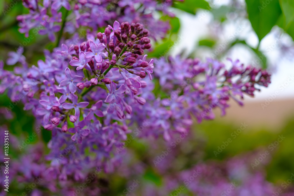 Pink blooming lilac tree