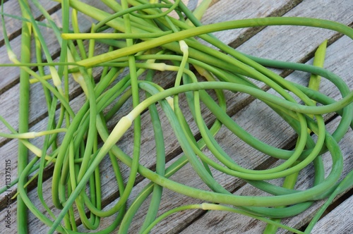 Fresh green garlic scape stems