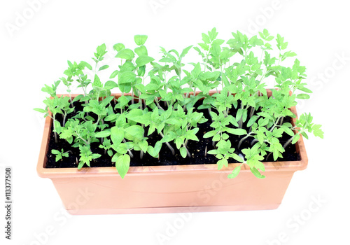 Young plants tomato seedlings in flowerpot isolated