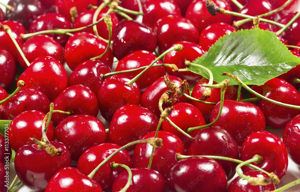 Harvest ripe Cherries with Green Leaves Harvest ripe Cherries with Green Leaves