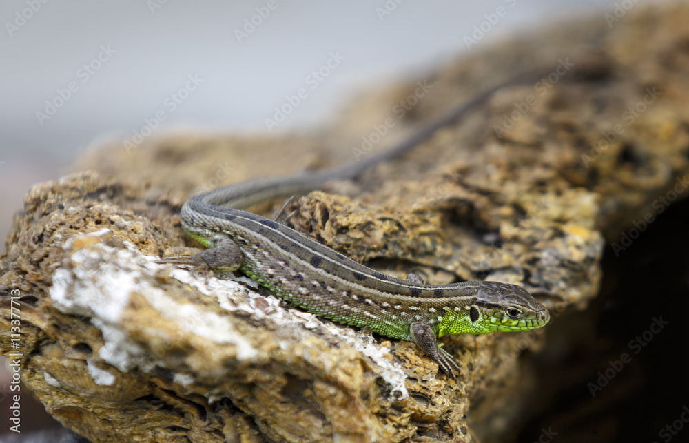 Obraz premium Серо-зеленая ящерица греется на камнях