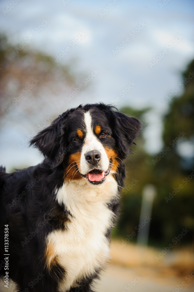 Bernese Mountain Dog standing in tree park