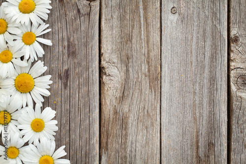 Daisy chamomile flowers © karandaev