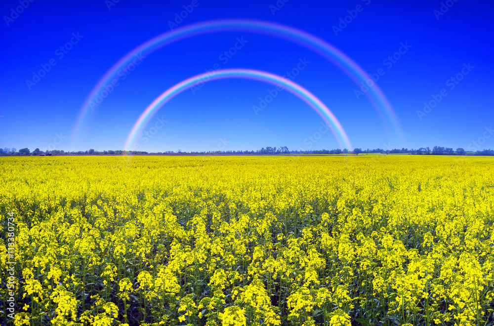 Field - Flag of Ukraine Field - Flag of Ukraine
