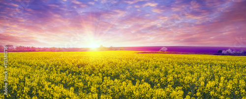 Rapeseed field in spring