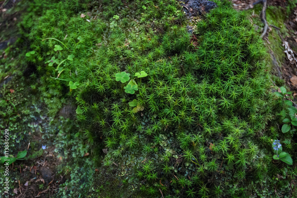 Green moss spruce trunk root shamrock leaf clover Green moss spruce trunk root shamrock leaf clover