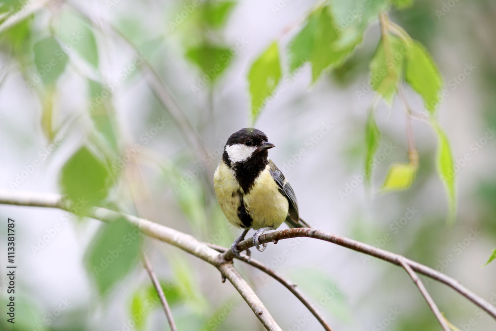 Fototapeta premium Baby great titmouse bird sitting on a branch at the beginning of