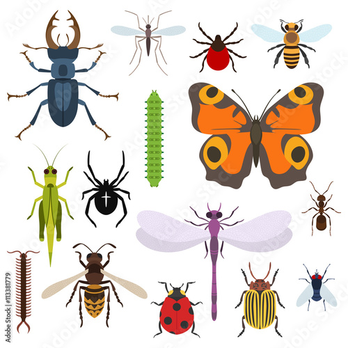 Insects set of icons from top view © Elegant Solution