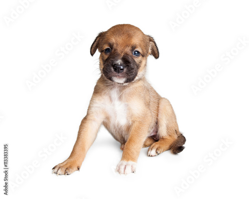 Cute Shepherd Crossbreed Puppy