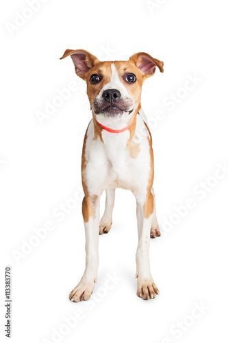 Fototapeta Naklejka Na Ścianę i Meble -  Cute Young Crossbreed Dog Looking Forward