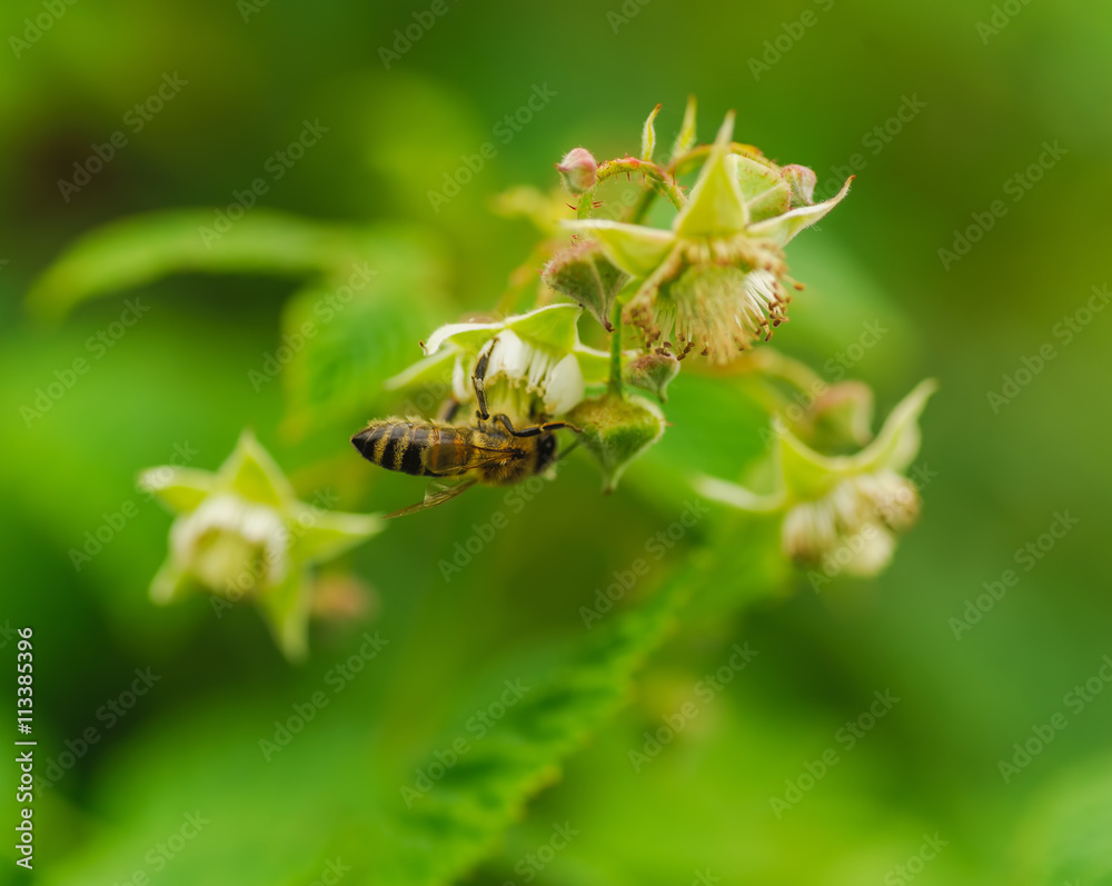 one small bee pollination flower on raspberry cane one small bee pollination flower on raspberry cane