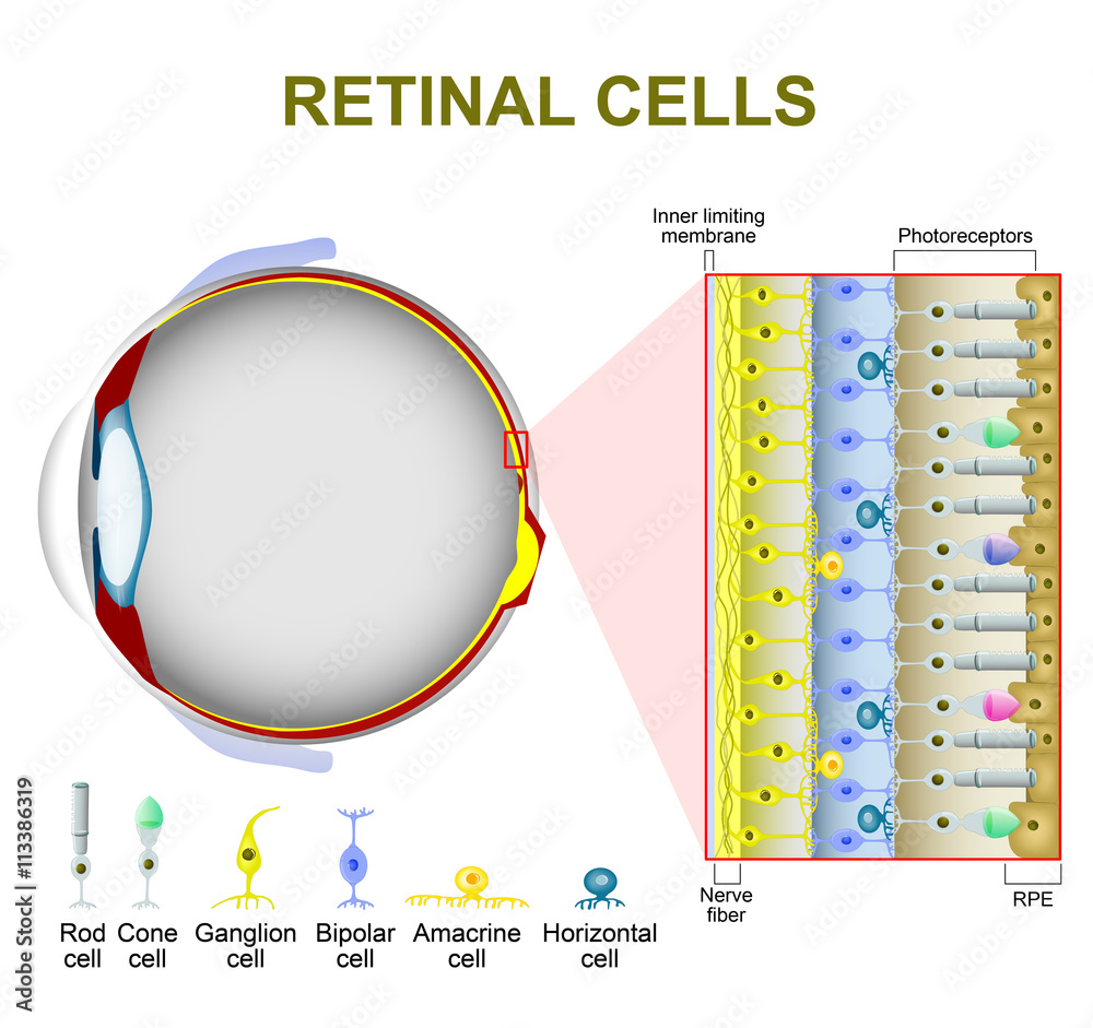Photoreceptor cells in the retina of the eye