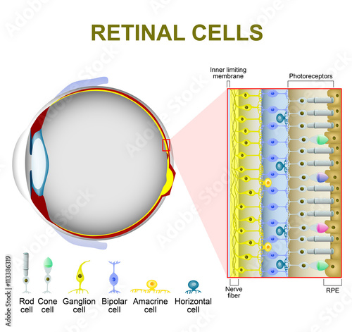 Photoreceptor cells in the retina of the eye