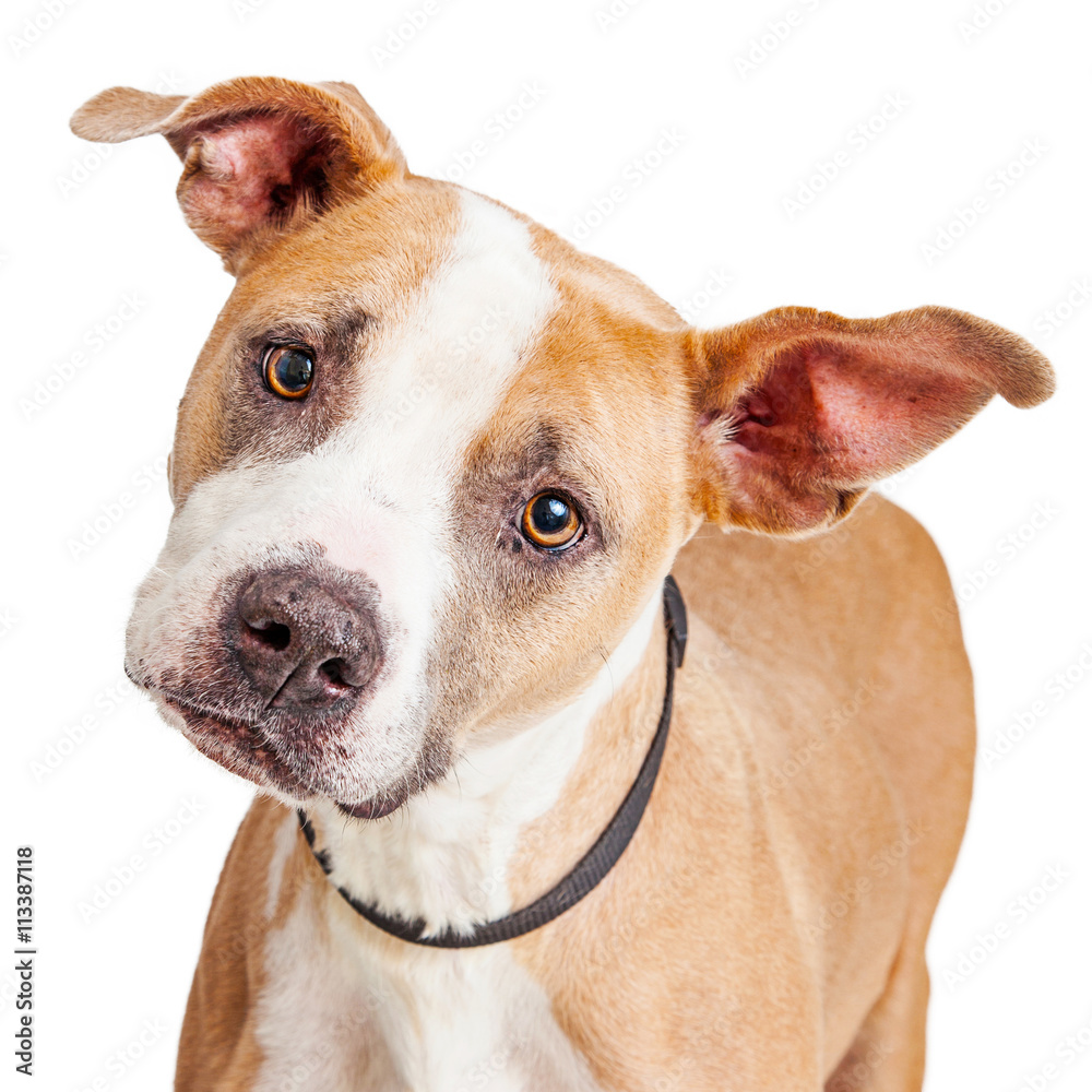 Portrait Big Dog Tilting Head Portrait Big Dog Tilting Head