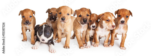 Puppies Facebook Cover Image