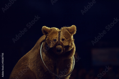 Animals exploitation concept. Close up portrait of a tired bear
