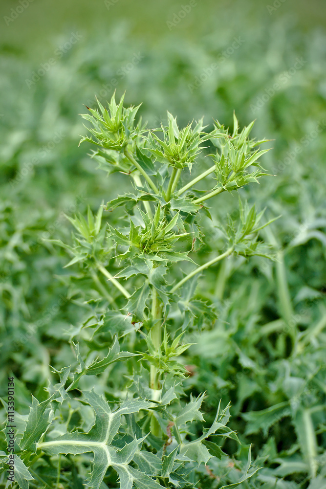 Eryngium campestre Eryngium campestre