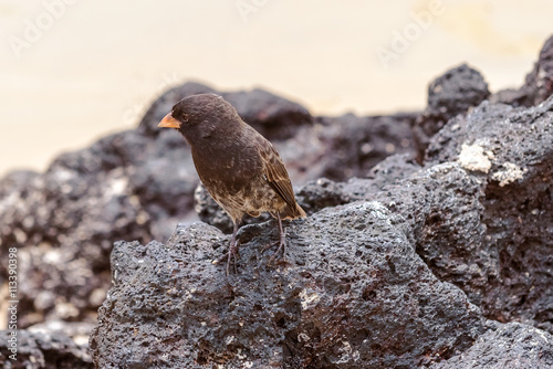 Galapagos Medium-ground Finch (Geospiza fortis)  in Santa Cruz, photo