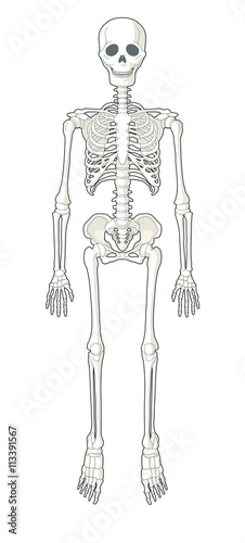 Skeleton