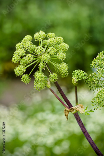 Angelica archangelica
