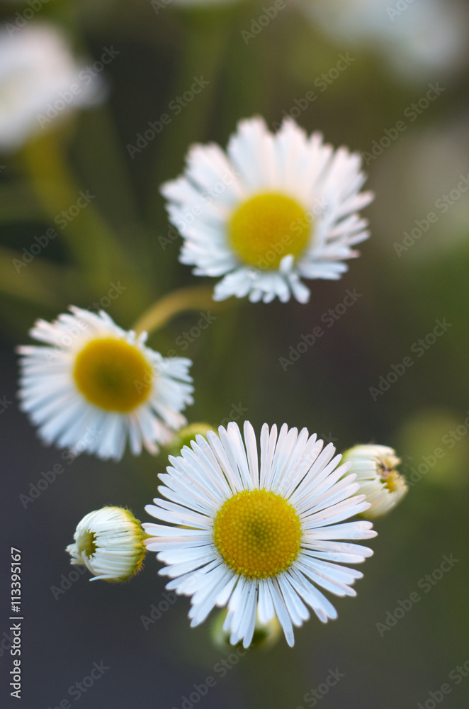 Fototapeta premium Macro of blooming beautiful white daisies flowers. Lovely blossom daisy flowers. Beautiful view from above on camomile flowers/Closeup of a yellow white daisy flowers on green nature blured background