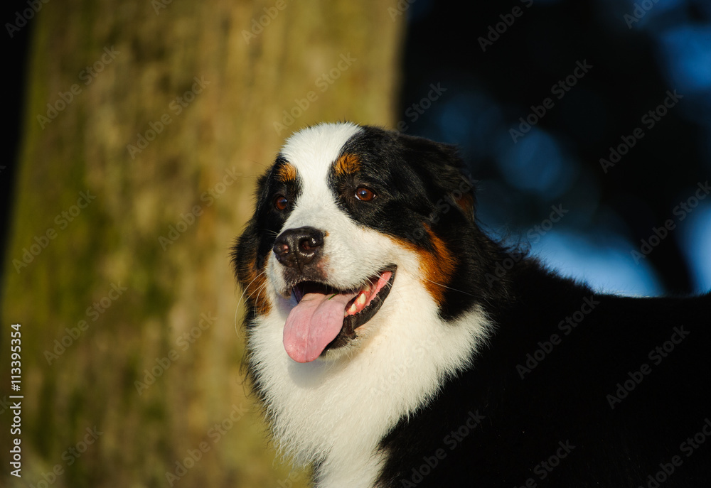 Bernese Mountain Dog in front of large tree trunk