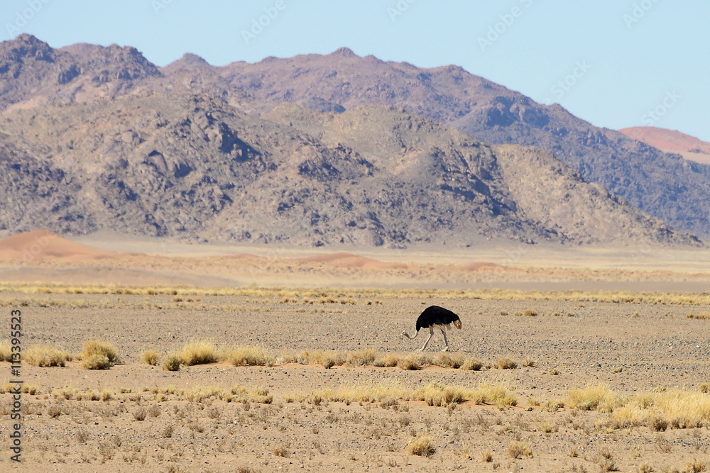 Ostrich, Sossusvlei, Namib, Namibia