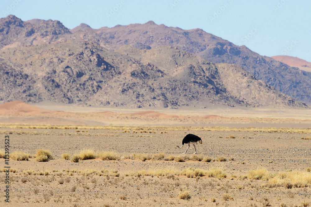Ostrich, Sossusvlei, Namib, Namibia Ostrich, Sossusvlei, Namib, Namibia