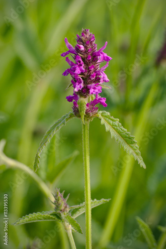 Stachys officinalis