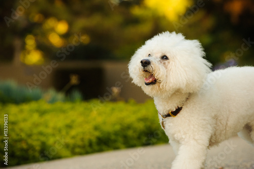 Fotografie Bichon Frise dog walking down driveway lined with green shrubs