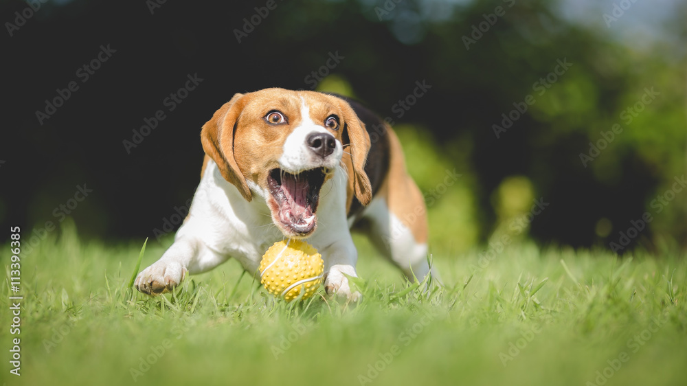 Funny Beagle dog fails to catch ball - obrazy, fototapety, plakaty 