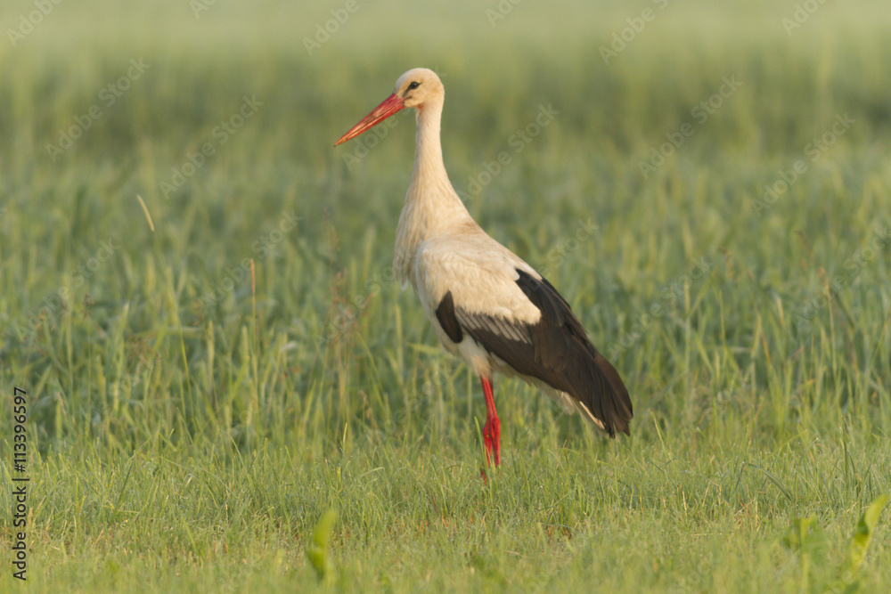 Naklejka premium stork