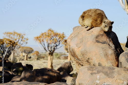 Rock hyrax, Quiver Tree Forest, Namibia