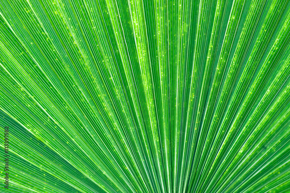 Fototapeta premium Palm Fan Pattern