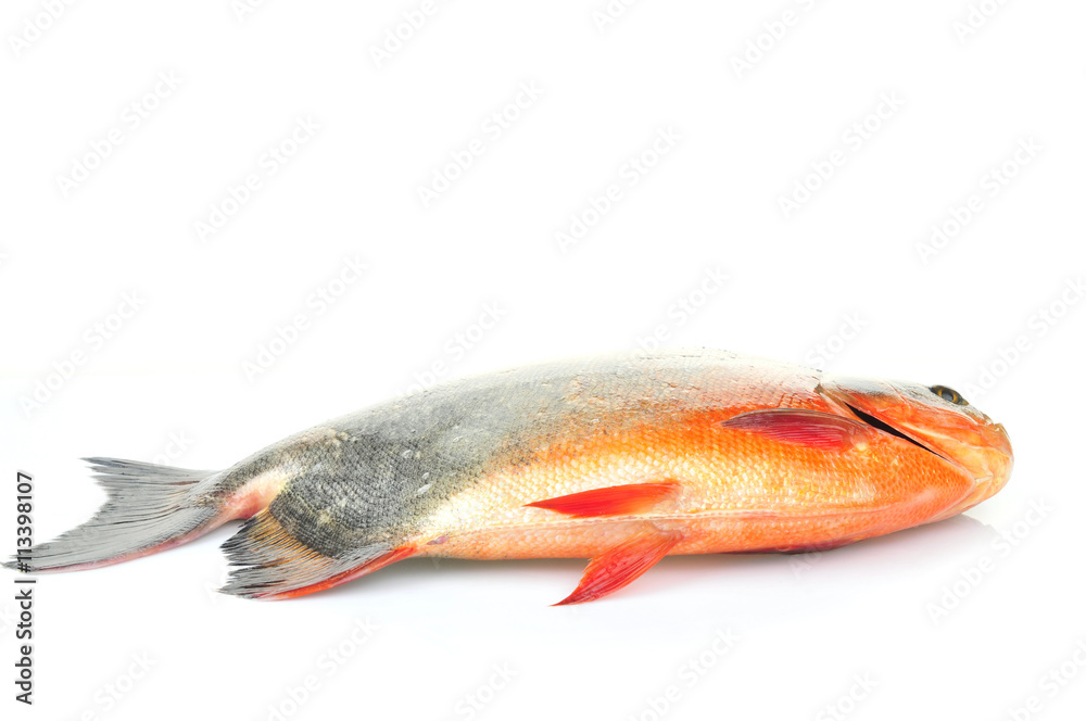Fototapeta premium White pomfret on a white background
