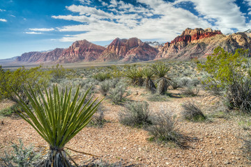 Fotobehang Canyon Red Rock Canyon in Nevada  © pabrady63