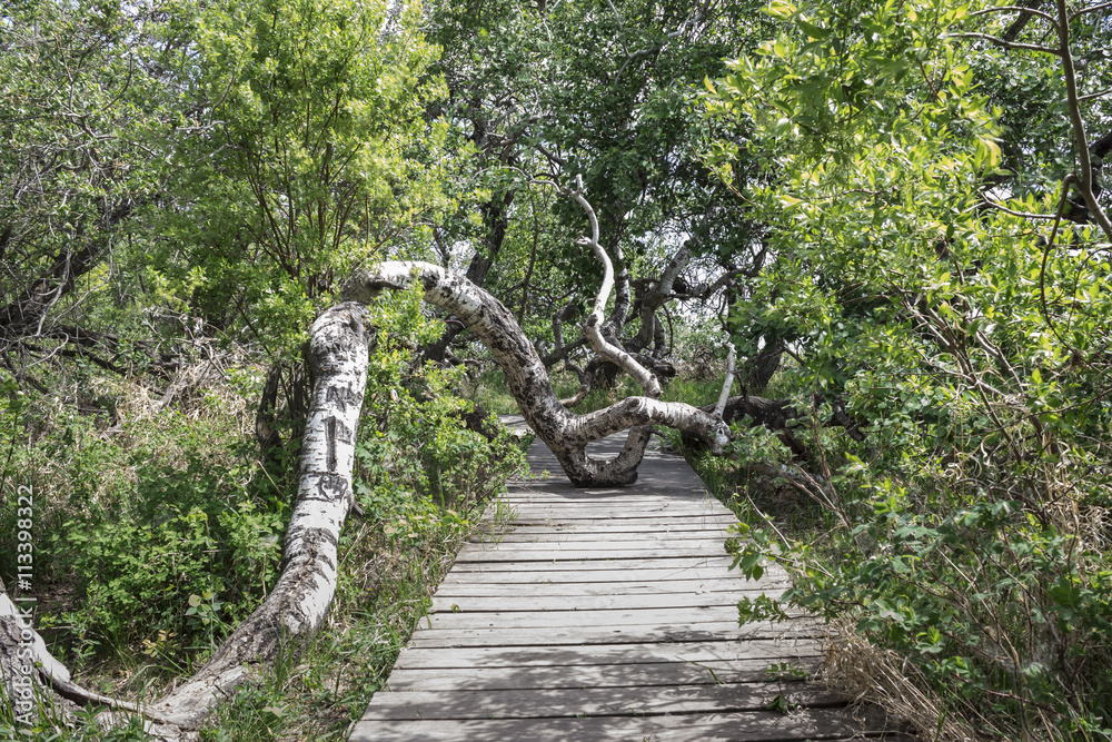 horizontal image of a gnarled  tree trunk growing out of a board walk surrounded by lush green trees in the summer time.