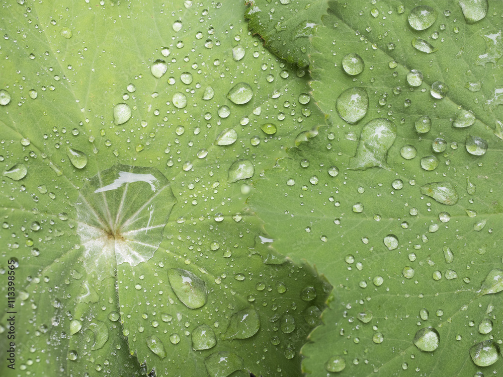 Water Droplets on Leaves: A number of crisp water droplets on the leaves of a Lady's Mantle plant after rainfall