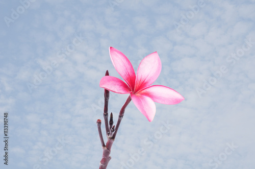Plumeria flower on blue sky