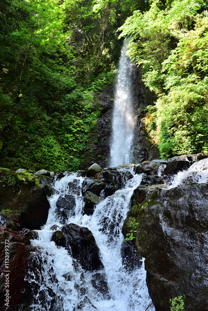 Obraz premium 朝日を浴びる養老の滝