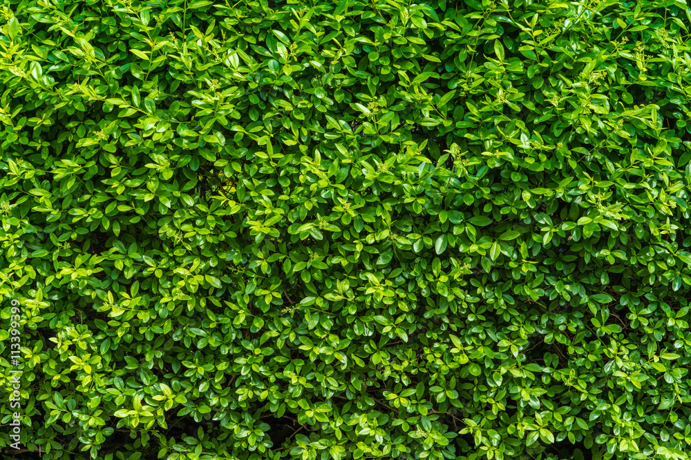 Perfect countless small green leafs background vegetation wall