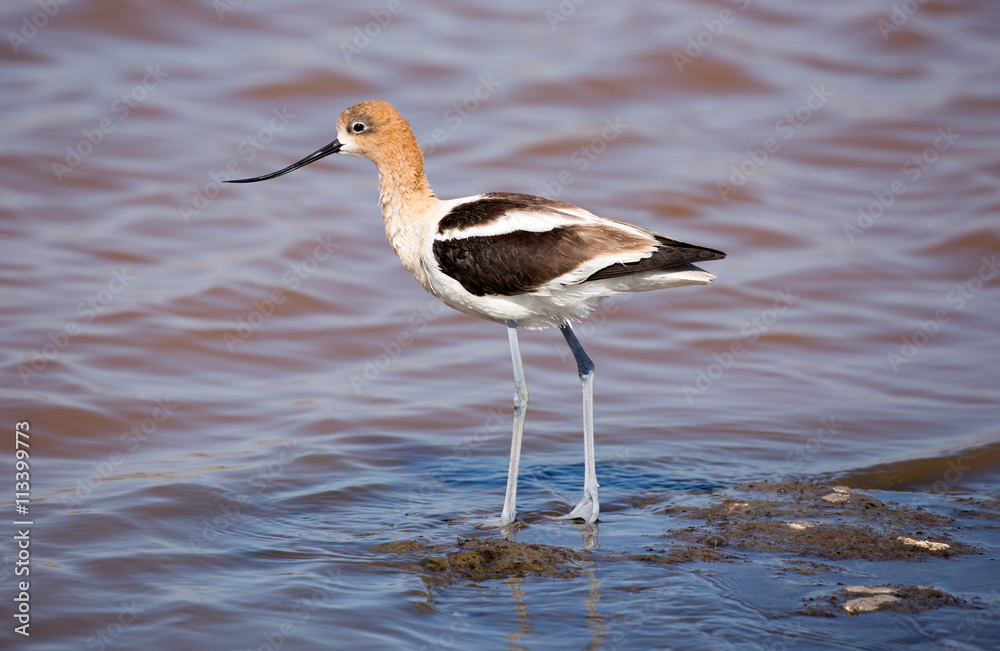 Obraz premium American Avocet (Recurvirostra Americana) foraging in wetlands.