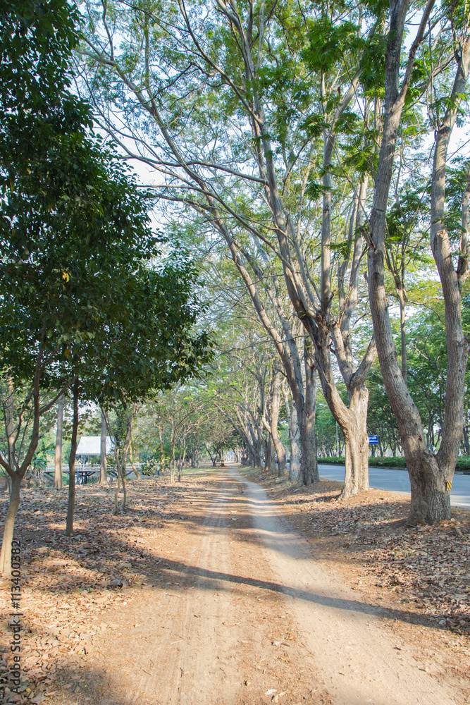 Beautiful walkway in park
Beautiful walkway in park