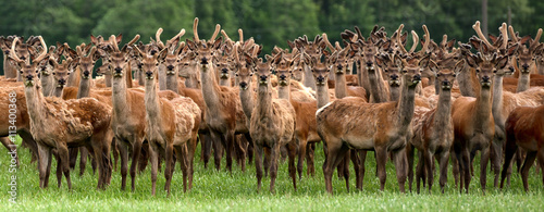 An entire herd of deers staring as though they have never seen a human before.